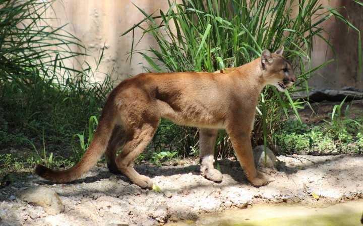 El puma de Tamaulipas: el sigiloso guardián que ronda nuestras montañas