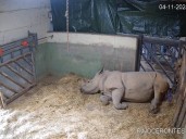 Nace cría de rinoceronte blanco en Bioparc Valencia tras 18 años