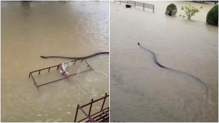 ¡De terror! Enorme serpiente nada por calles inundadas de Tailandia 🎦