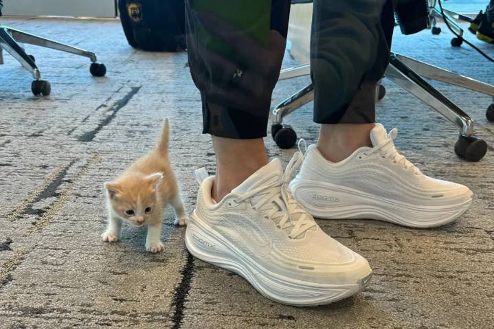 De maullidos en el auto a un nuevo miembro peludo: La historia de Sailor