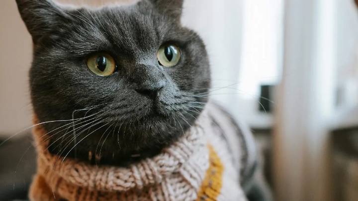 ¿Tu perro o gato también siente frío? Aquí te contamos cómo protegerlo en esta temporada