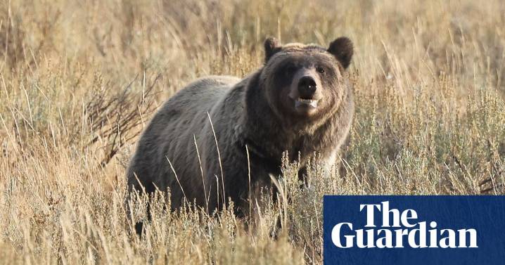 Eleven injured after grizzly bear attacks schoolchildren and teachers in Canada