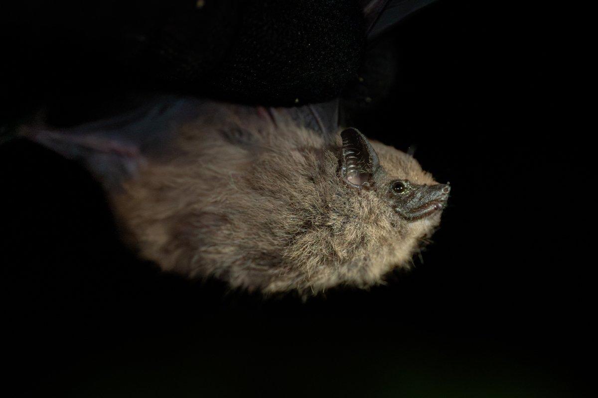 Rutas para su preservación