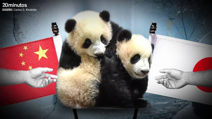 El choque entre Pekín y Tokio por Taiwán deja 'daños colaterales zoológicos': Japón ya no tendrá a los osos panda Xiao Xiao y Lei Lei