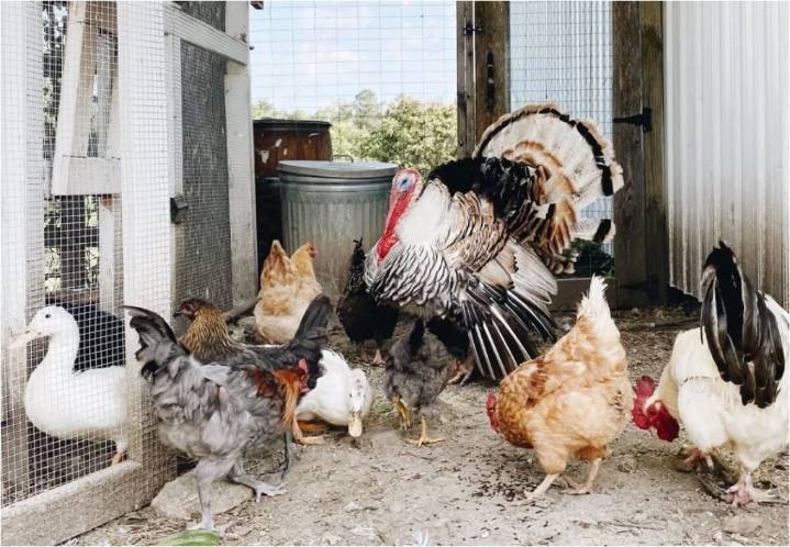 Grays Harbor resident first person known to be infected with H5N5 bird flu