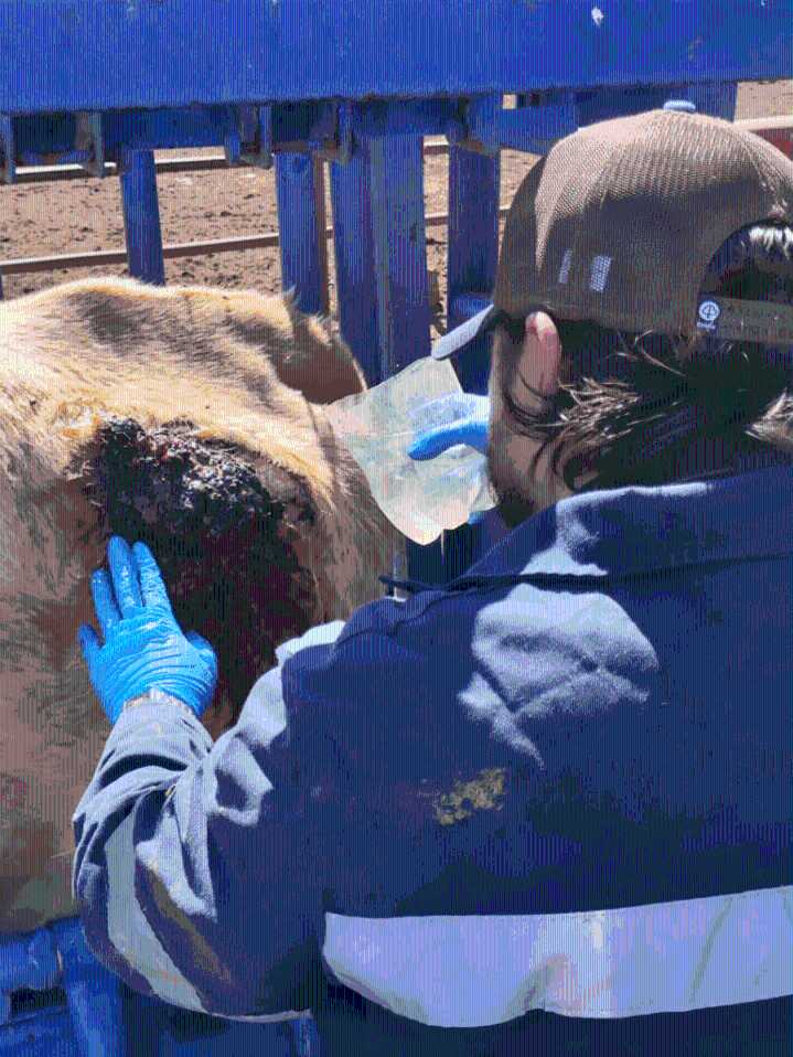 Consolidan grupo de reacción para atender posible brote de gusano barrenador