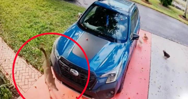 Surveillance video captures moments before coyote kills pet dog in South Florida neighborhood