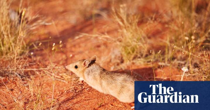 ‘Taking back the desert’: can Australia’s small marsupials learn how to live alongside their predator, the feral cat?
