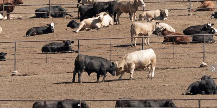 El precio de la carne vacuna sube en todo el mundo y abre una nueva oportunidad para los exportadores argentinos
