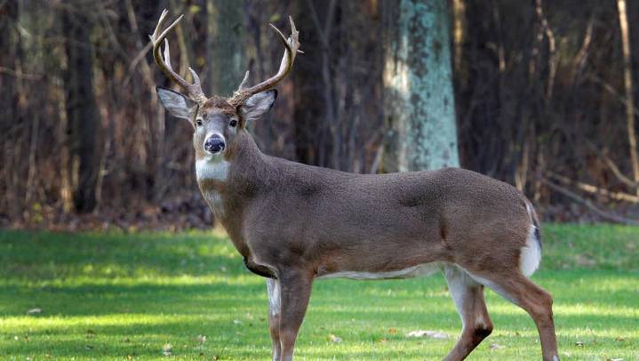 Two cases of chronic wasting disease found in deer in West Texas