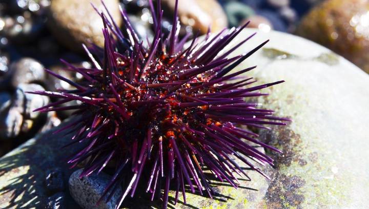 Sea Urchins Have Bizarre "All-Body Brains" That Challenge What We Know About Evolution of Nervous Systems