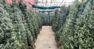 Canadians to face ‘no issue’ in finding a Christmas tree this year, growers say