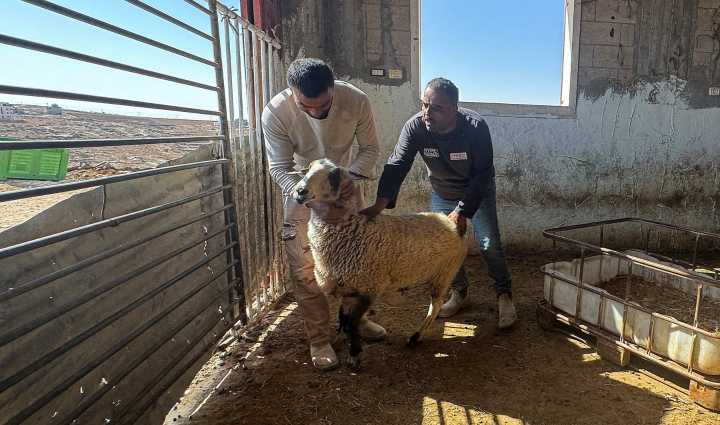 Israeli settlers intensify attacks on Palestinian farmers and livestock