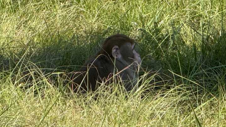 2nd escaped monkey fatally shot, leaving 1 monkey still on the loose after Mississippi crash