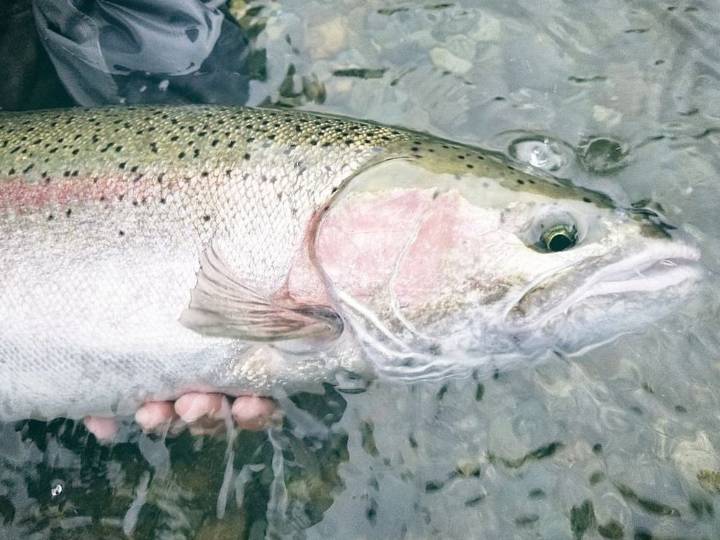 Record low steelhead return raises 'unprecedented' conservation concerns: B.C. Wildlife Federation