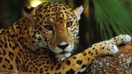 Habrá visitas guiadas a hábitat del jaguar