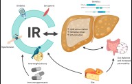 Genetic Predisposition Links Lean and Obese MASLD to Similar Fibrosis Risk: Study