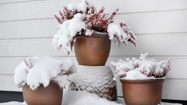 7 Tips & Tricks That Prevent Planters From Freezing During The Winter