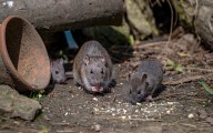 Too many rats? Birth control is one city's answer