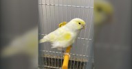 Winnipeg news: Neglected birds found at home