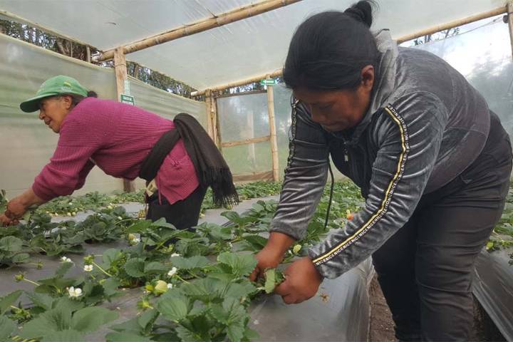 Mujeres de Nariño siembran futuro con cultivos de arándanos