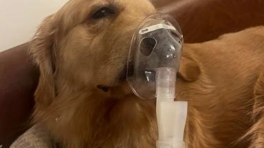 Delhi air turns deadly; Even pets now need Nebulisers; Reddit user shares photo