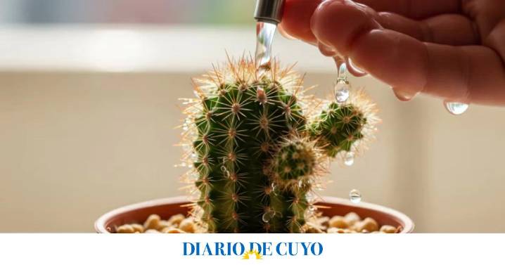 Un experto en jardinería explicó lo que tiene que pasar para que el cactus dé flores