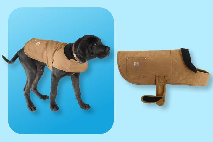 The Carhartt Chore Coat Keeps Dogs Safe and Warm
