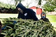Butler Lions’ tree sale benefits the community