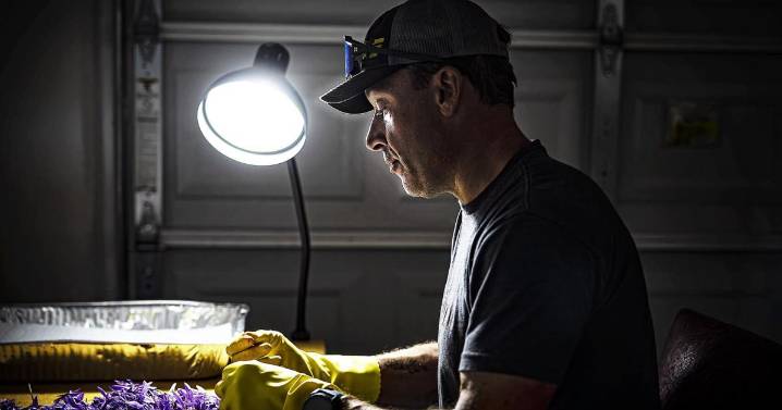 Striking gold? Growers in Northern New Mexico try saffron, world's most expensive spice