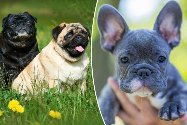 America's favorite dog breed will disappear in the next decade