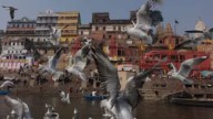 Varanasi Ghats Come Alive As Siberian Cranes Make The City A Bird Lovers’ Paradise
