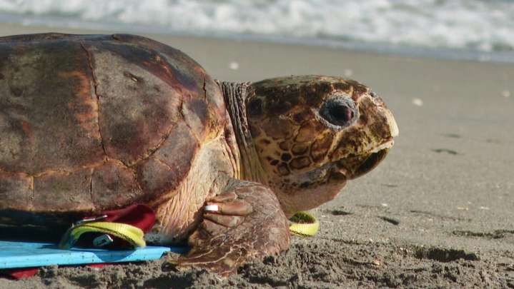 Endangered loggerhead sea turtle released to Atlantic Ocean from Florida beach