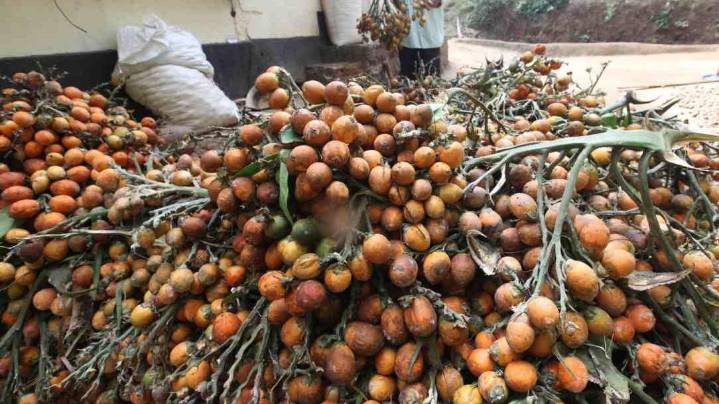 After coconut, areca nut prices surge in Kerala; Old