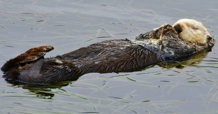 California: Sea otter reunited with mother