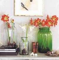Treat yourself now to spring-flowering amaryllis and paperwhites. Here's how to make them bloom.
