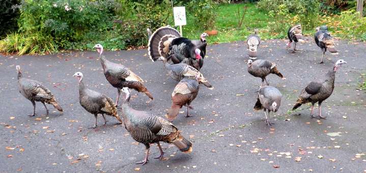 COLUMN: Salem-area turkey flocks expand their range