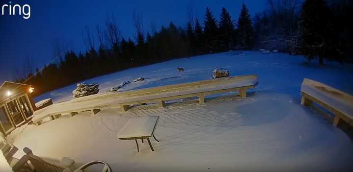Fargo man chases coyote out of backyard