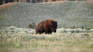 Tribes that restored buffalo are killing some to feed people because of the shutdown