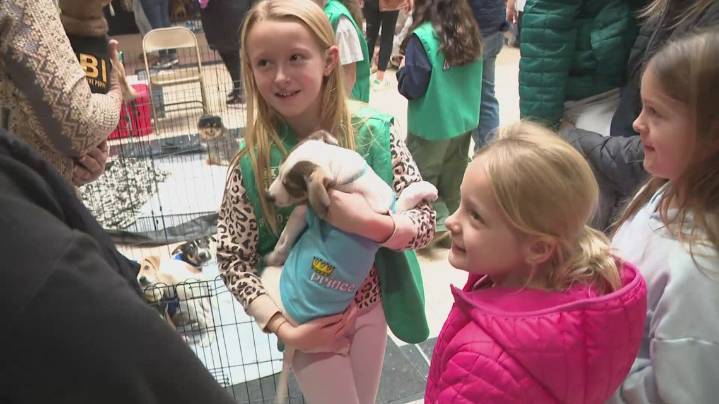 McKinley Mall hosts pet adoption event with rescues from across the region