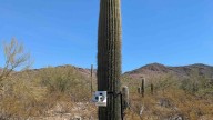 Scientist studies Arizona's saguaro cactuses using natural vibrations