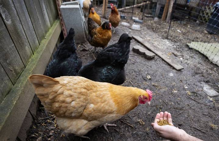 WA resident sick with bird flu virus never before seen in humans