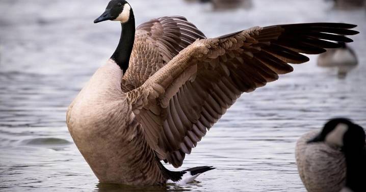 Wisconsin residents offered health advice after bird flu case confirmed in goose