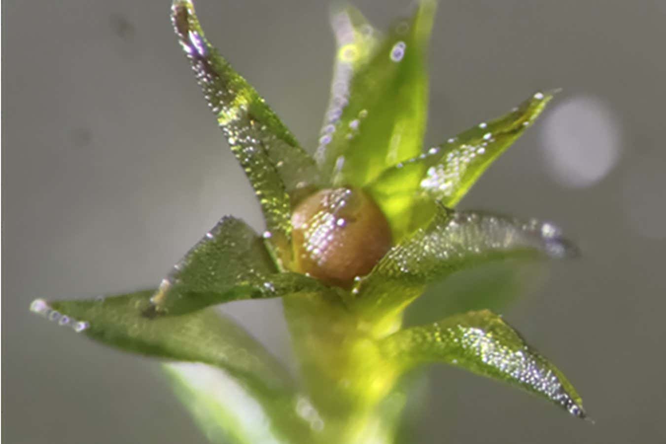 Moss spores survive and germinate after 283