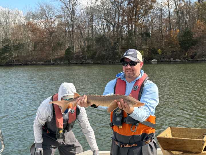 TVA, TWRA conducts survey of Lake Sturgeon