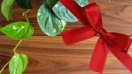 Atrae la buena suerte: la planta a la que le tienes que poner una cinta roja, según los expertos
