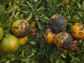 Alistan operativo para erradicar plagas del ‘dragón amarillo’ y la ‘mosca prieta’ en José María Morelos