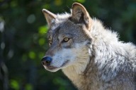 First state-authorized killings mark escalation in California’s management of wolves