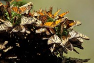 Santuarios de la monarca estarán abiertos hasta marzo de 2026 en Michoacán y Edomex