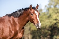 These horses with emotional support stuffies will melt your heart